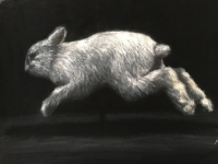 Snowshoe Hare, Royal Alberta Museum: Pandemic Drawing # 53